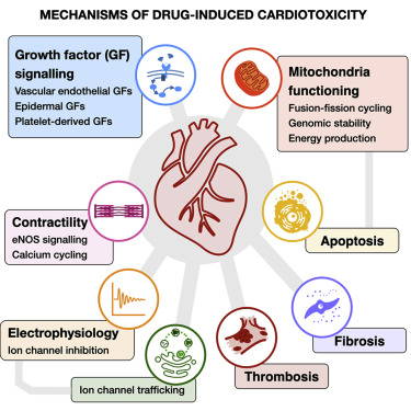 Deep Vein Thrombosis (DVT) & Blood Clots