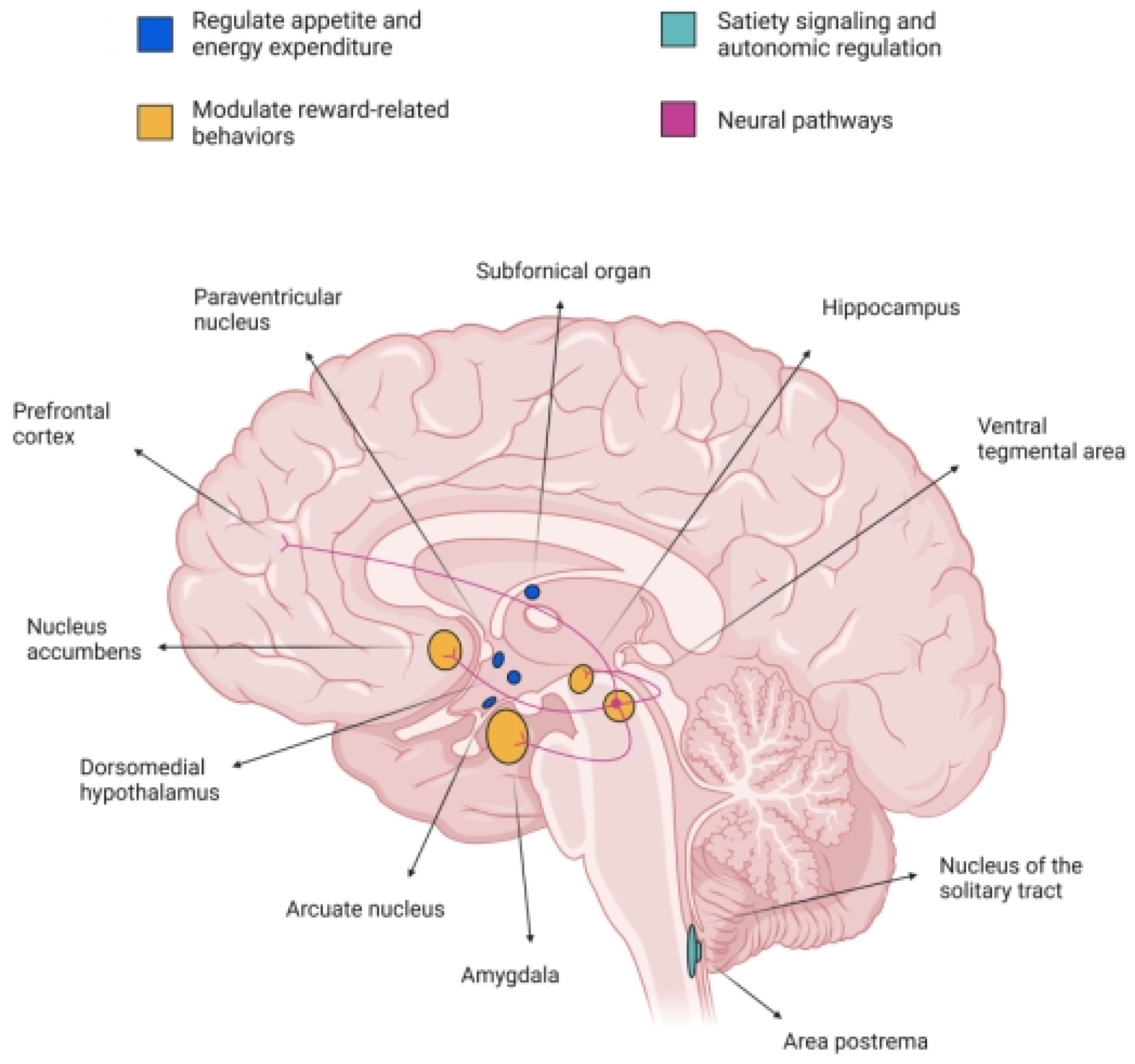How GLP-1 Drugs Are Being Repurposed for Substance Use Disorders